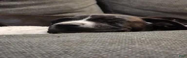 American Pit Bull Terrier 1