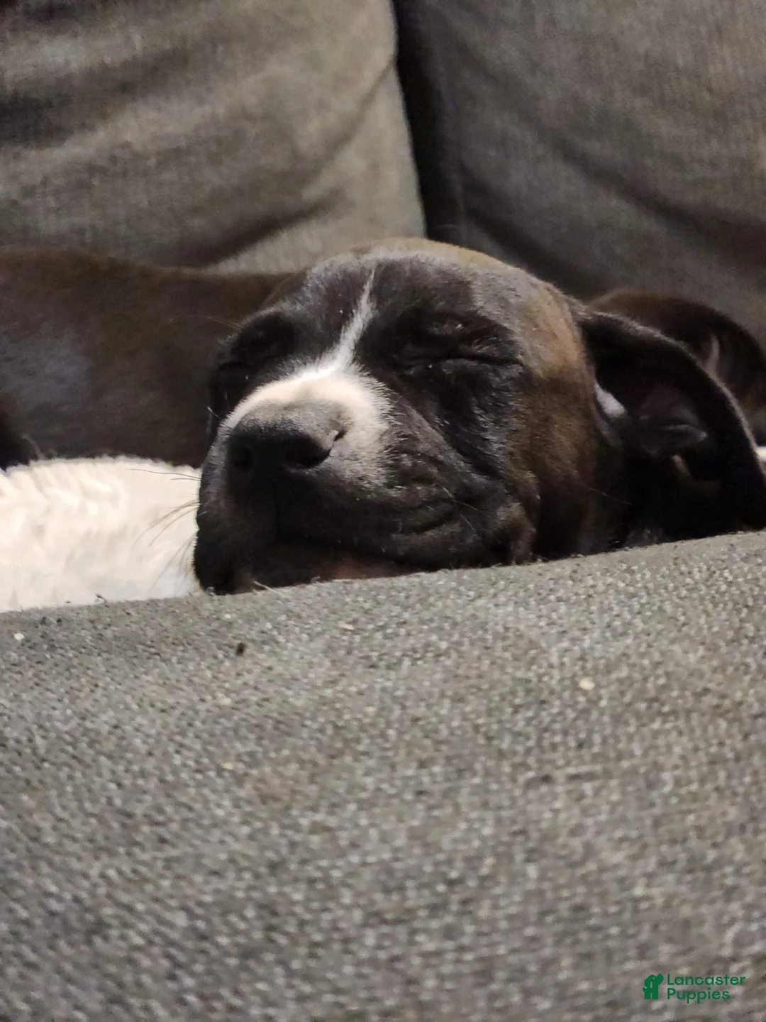 American Pit Bull Terrier dogs for sale: American Pit Bull Terrier 1 - Ad 1