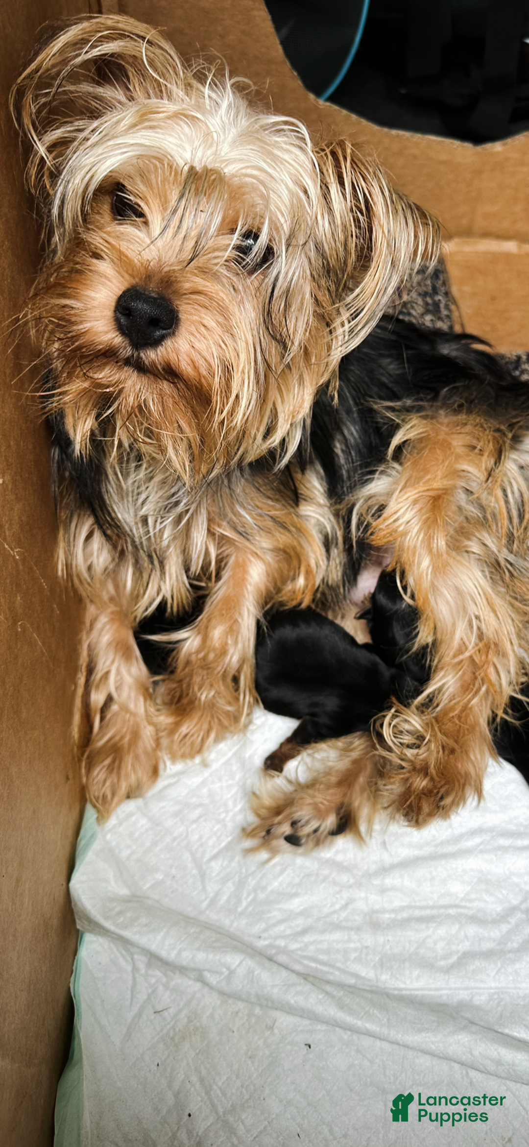 Yorkshire Terrier dogs for sale: Copper - Ad 6