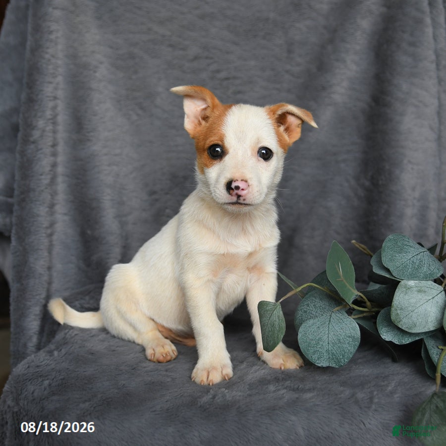 Mixed Breed dogs Romeo - Ad 2