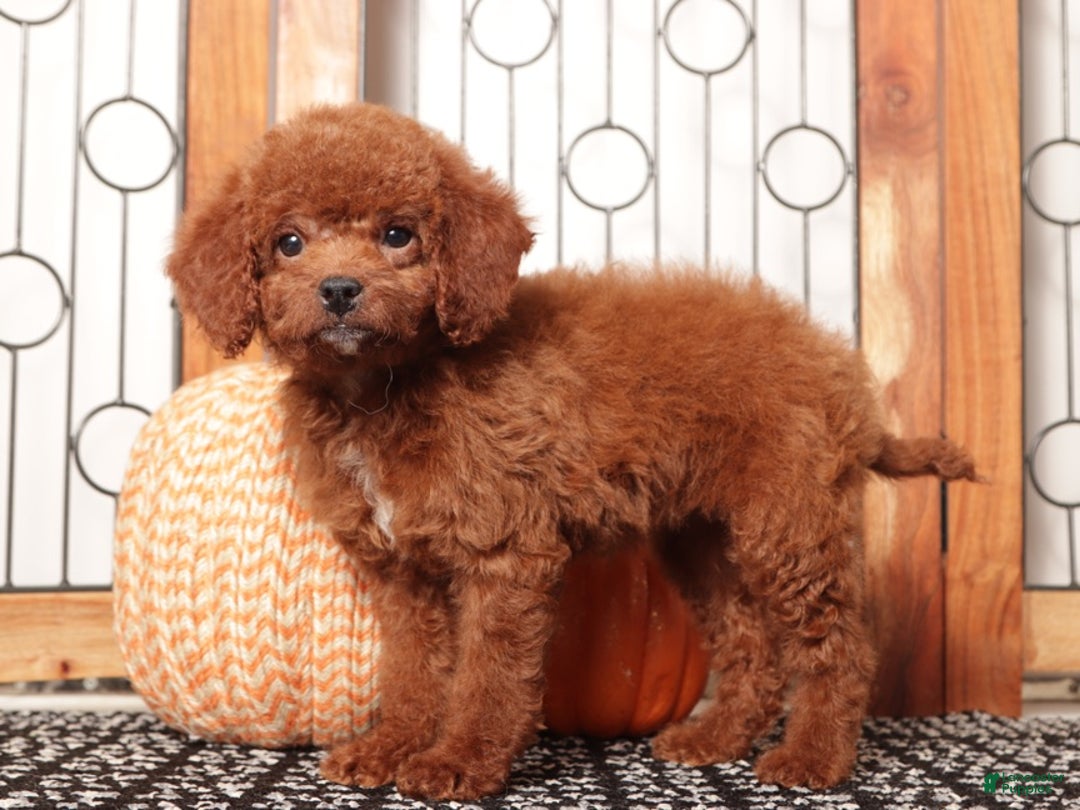 Mini Goldendoodle dogs for sale: Bonny - F1B Female Mini Goldendoodle  - Ad 3