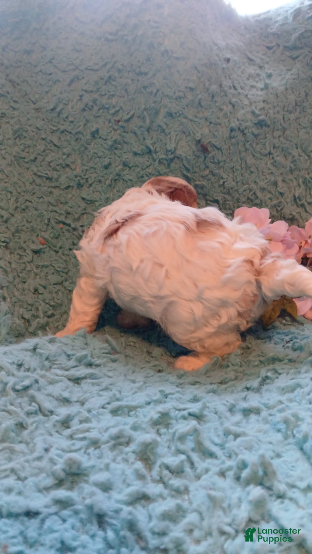 Cavapoo dogs for sale: Daisy - Ad 11