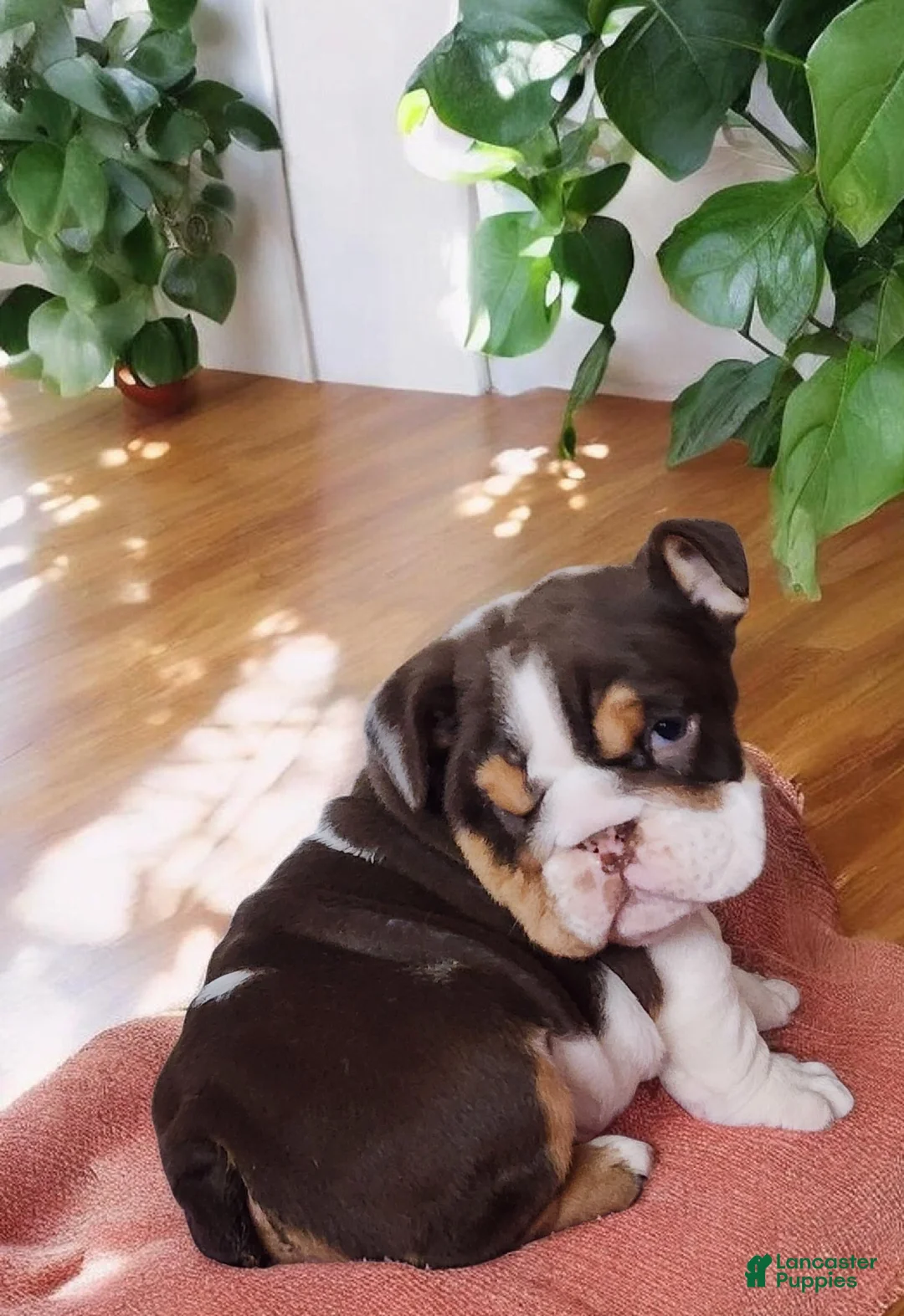English Bulldog dogs for sale: Health clear Snickers  - Ad 12