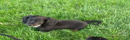 Miniature Dachshund dogs for sale: Frankie  - Ad 9