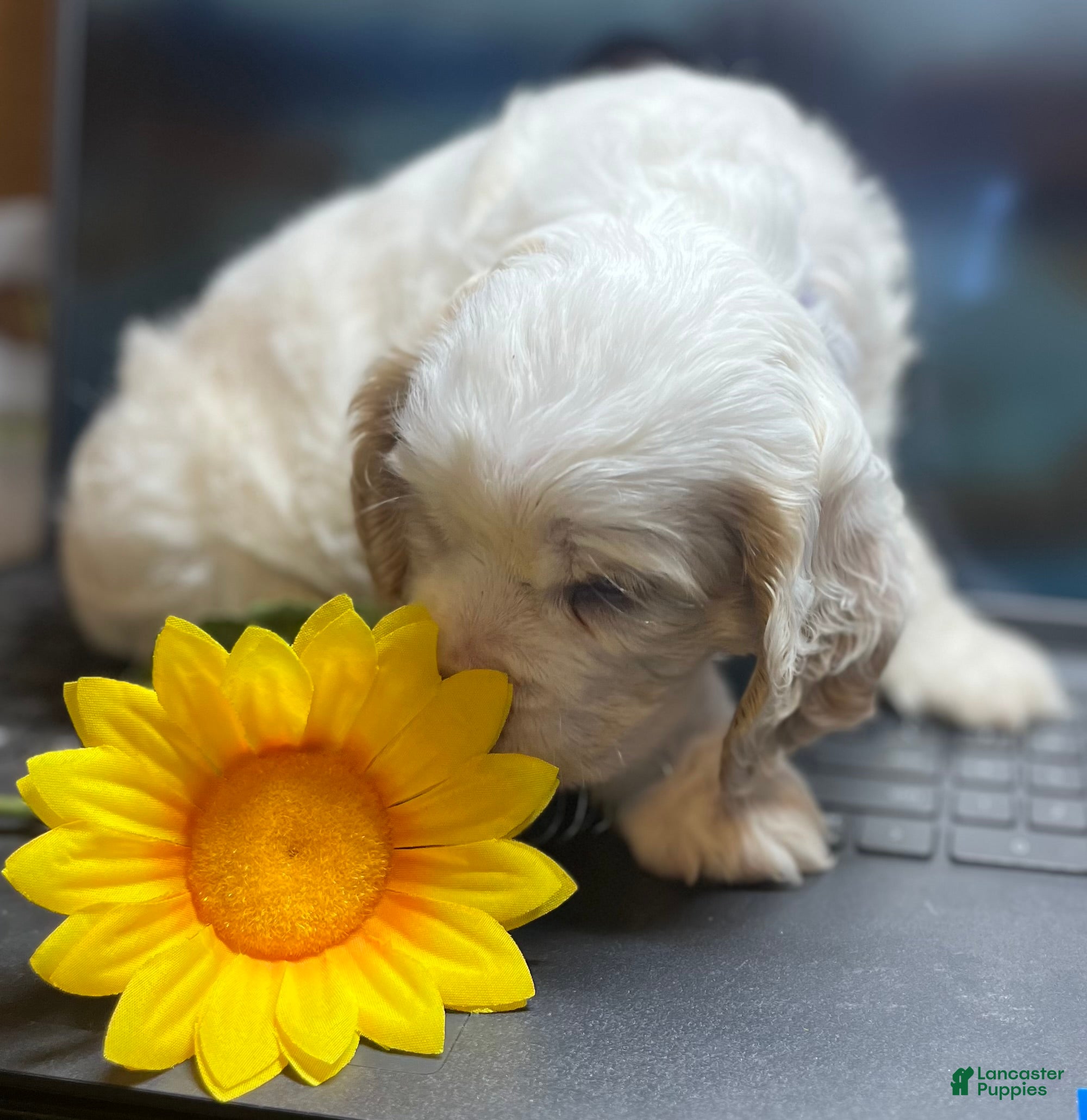 Cocker Spaniel dogs Cocker Spaniel Puppy 4 Female - Lily - Ad 1