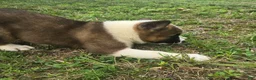 Akita dogs for sale: Leo  - Ad 5