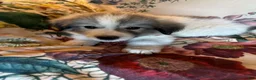 Great Pyrenees dogs for sale: Jinx - Ad 7