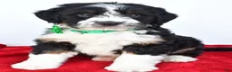 Mini Bernedoodle dogs for sale: Logan - Ad 10