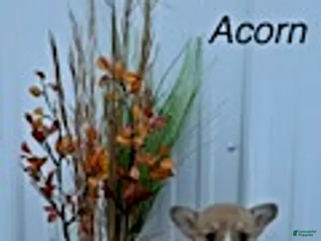 Welsh Corgi Pembroke dogs for sale: Acorn - Ad 38