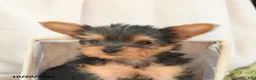 Yorkshire Terrier dogs for sale: Baxter - Ad 5