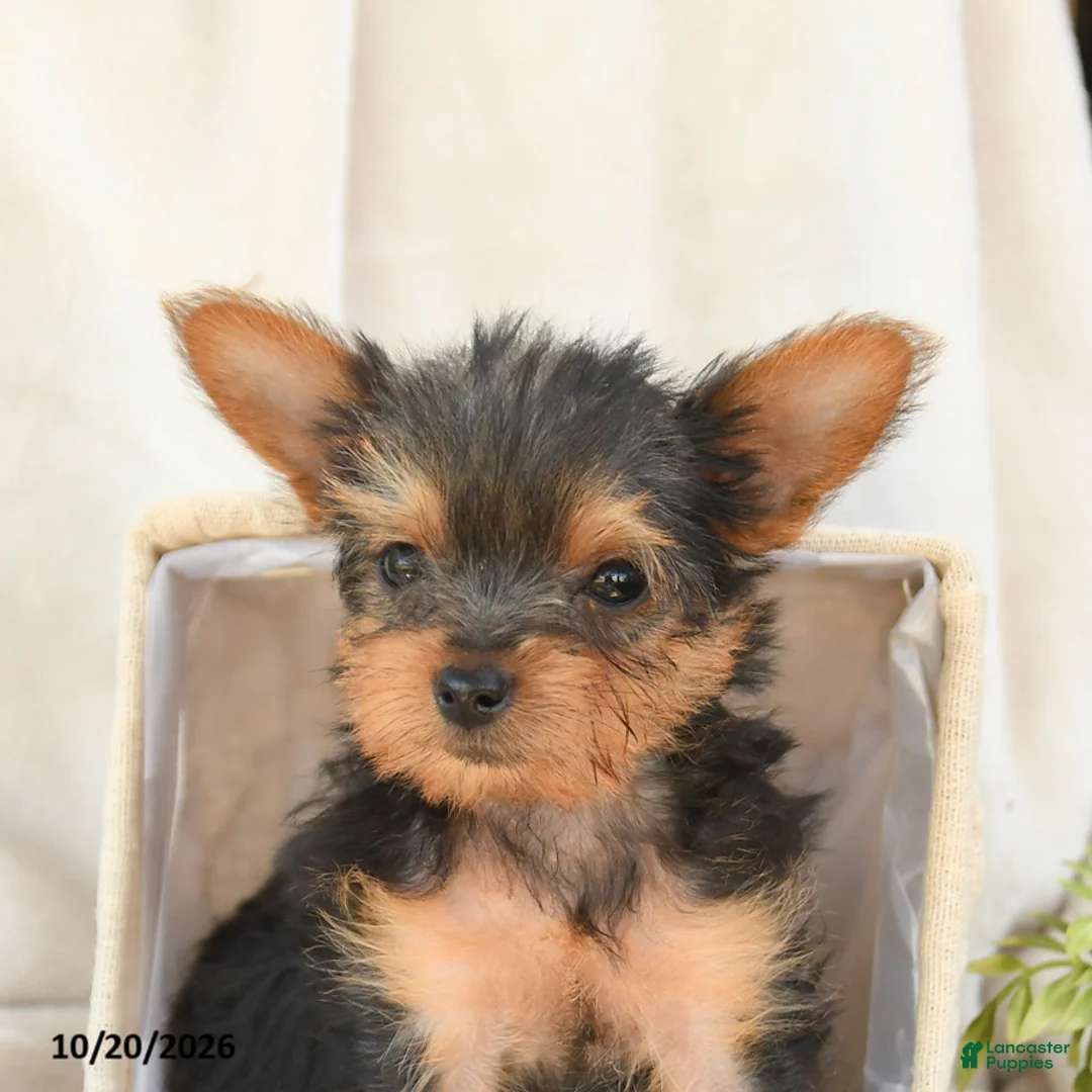 Yorkshire Terrier dogs for sale: Baxter - Ad 5