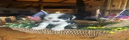 Sheepadoodle dogs for sale: Ringo - Ad 3