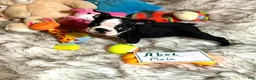 Boston Terrier dogs for sale:  Abel - Ad 1
