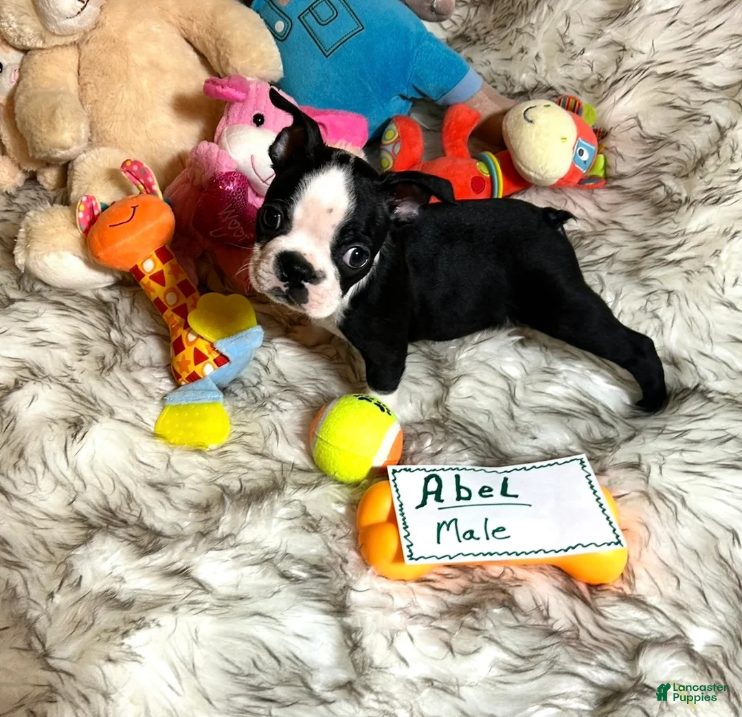 Boston Terrier dogs for sale:  Abel - Ad 1