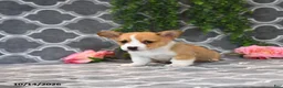 Welsh Corgi Pembroke dogs for sale: King - Ad 3