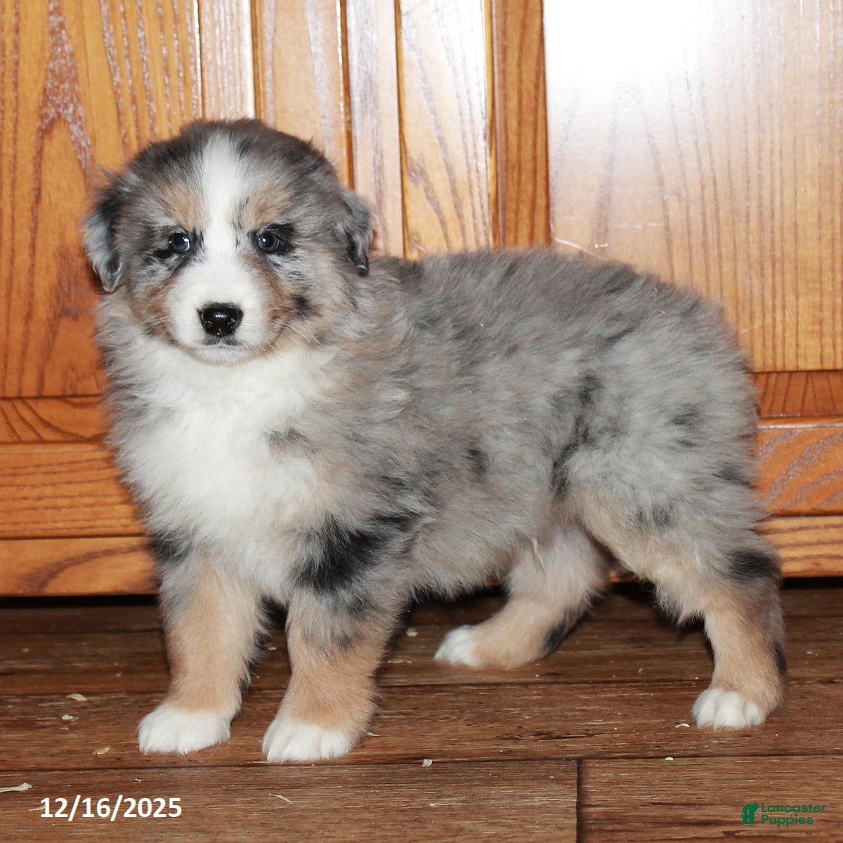 Australian Shepherd dogs Carl - Ad 14