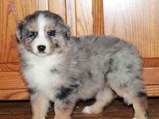 Australian Shepherd dogs Carl - Ad 19