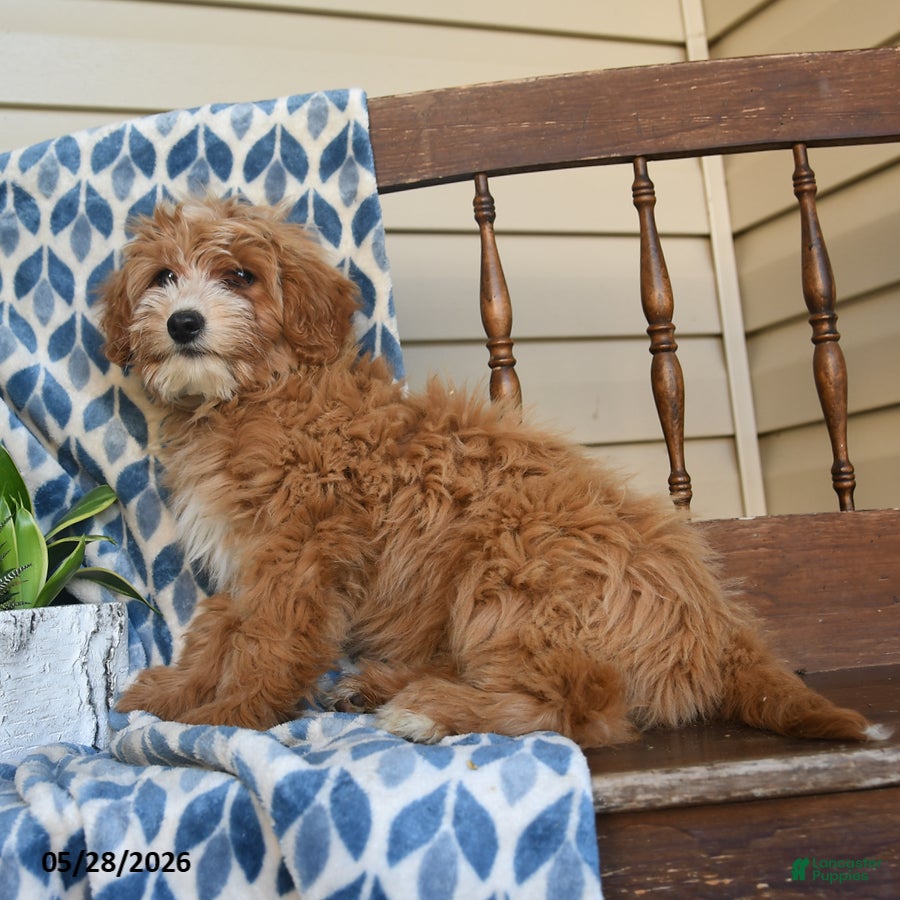 Mini Goldendoodle dogs Fauna - Ad 2