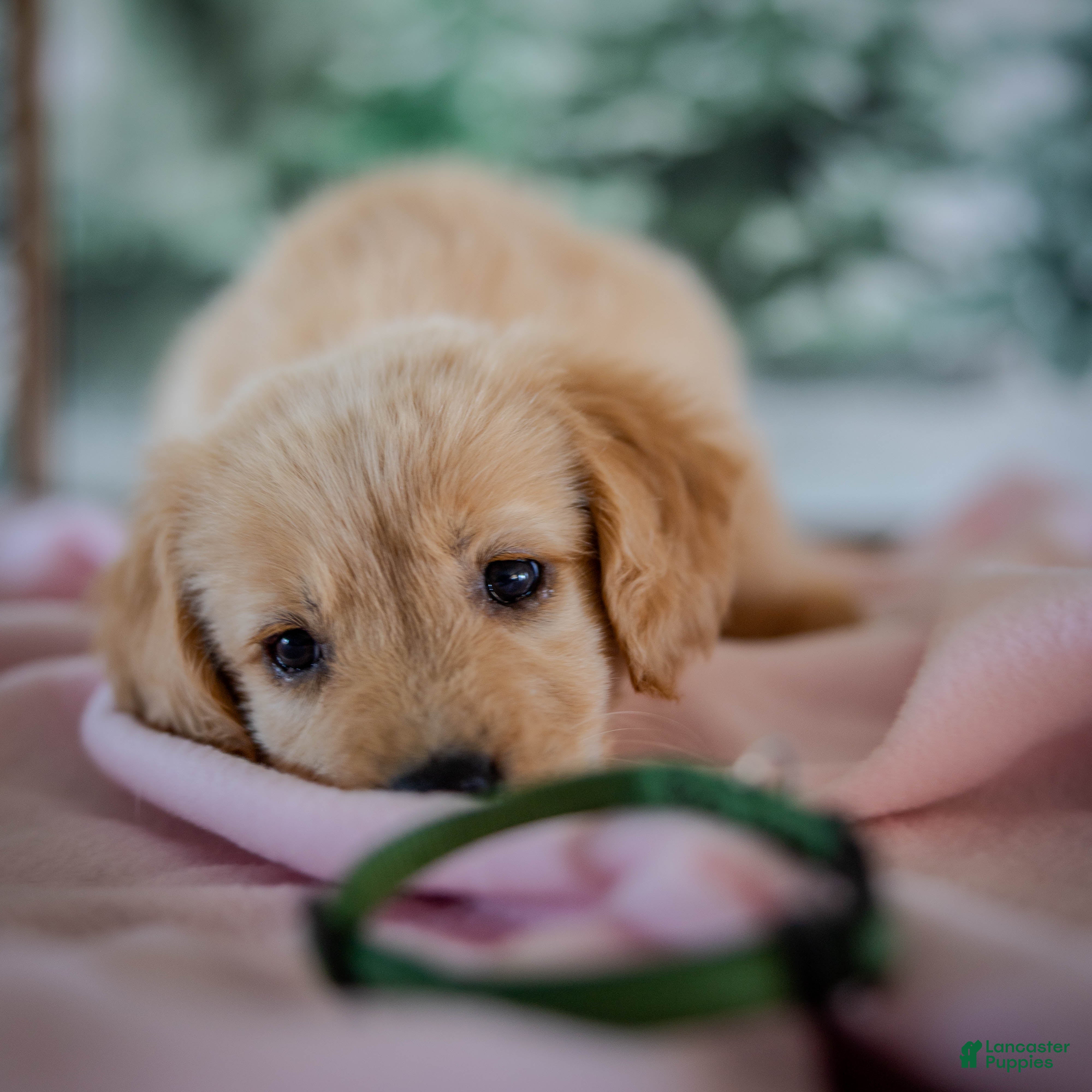 Golden Retriever dogs Sage - Ad 1