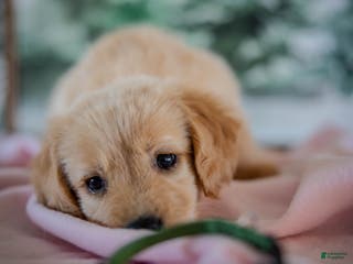 Golden Retriever dogs Sage - Ad 39