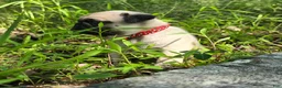 Pug dogs for sale: Moe - Ad 23