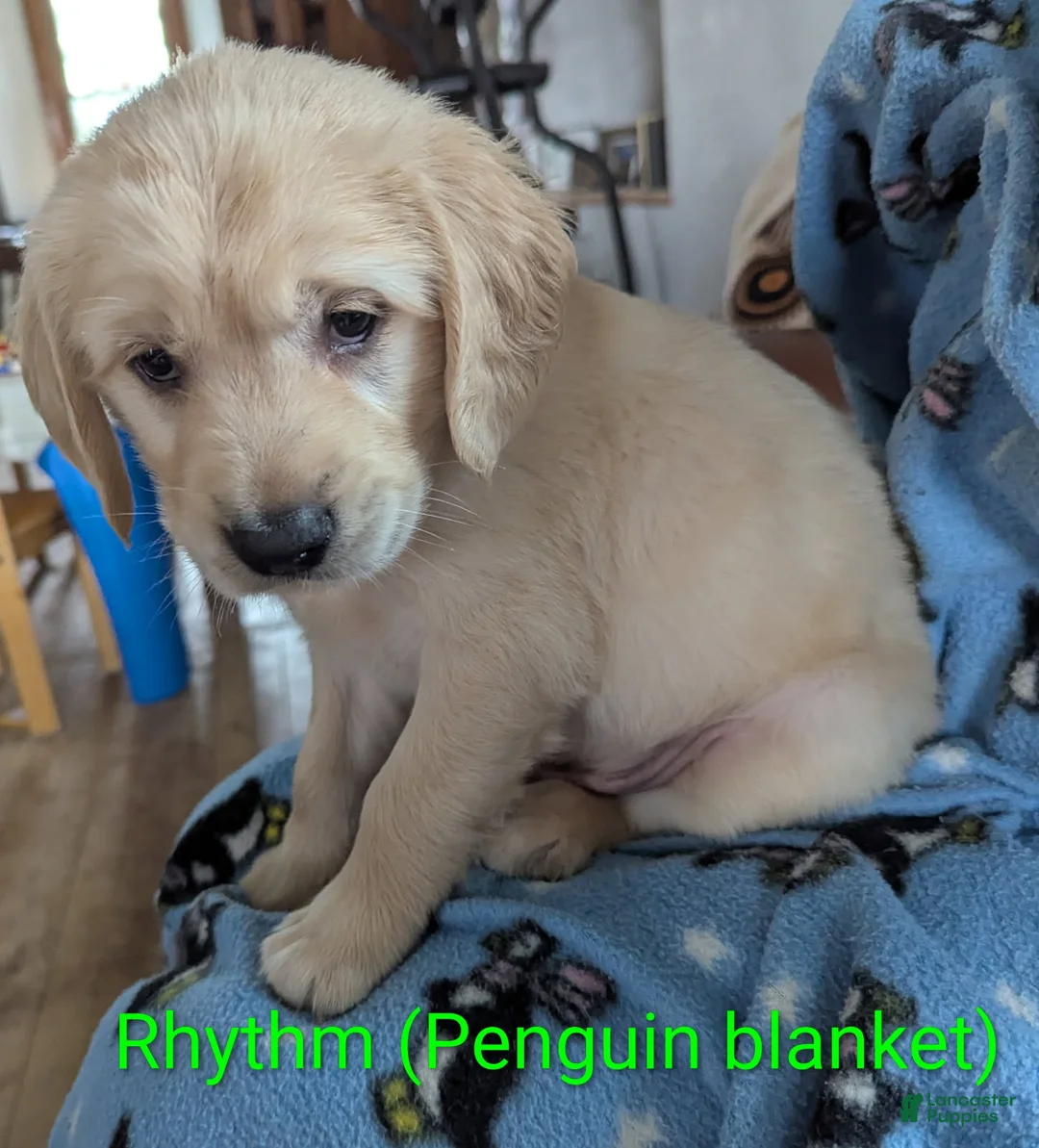 Golden Retriever dogs for sale: Rhythm - Ad 1