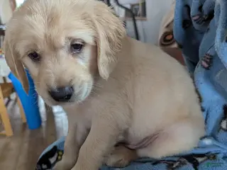 Golden Retriever dogs for sale: Rhythm - Ad 2