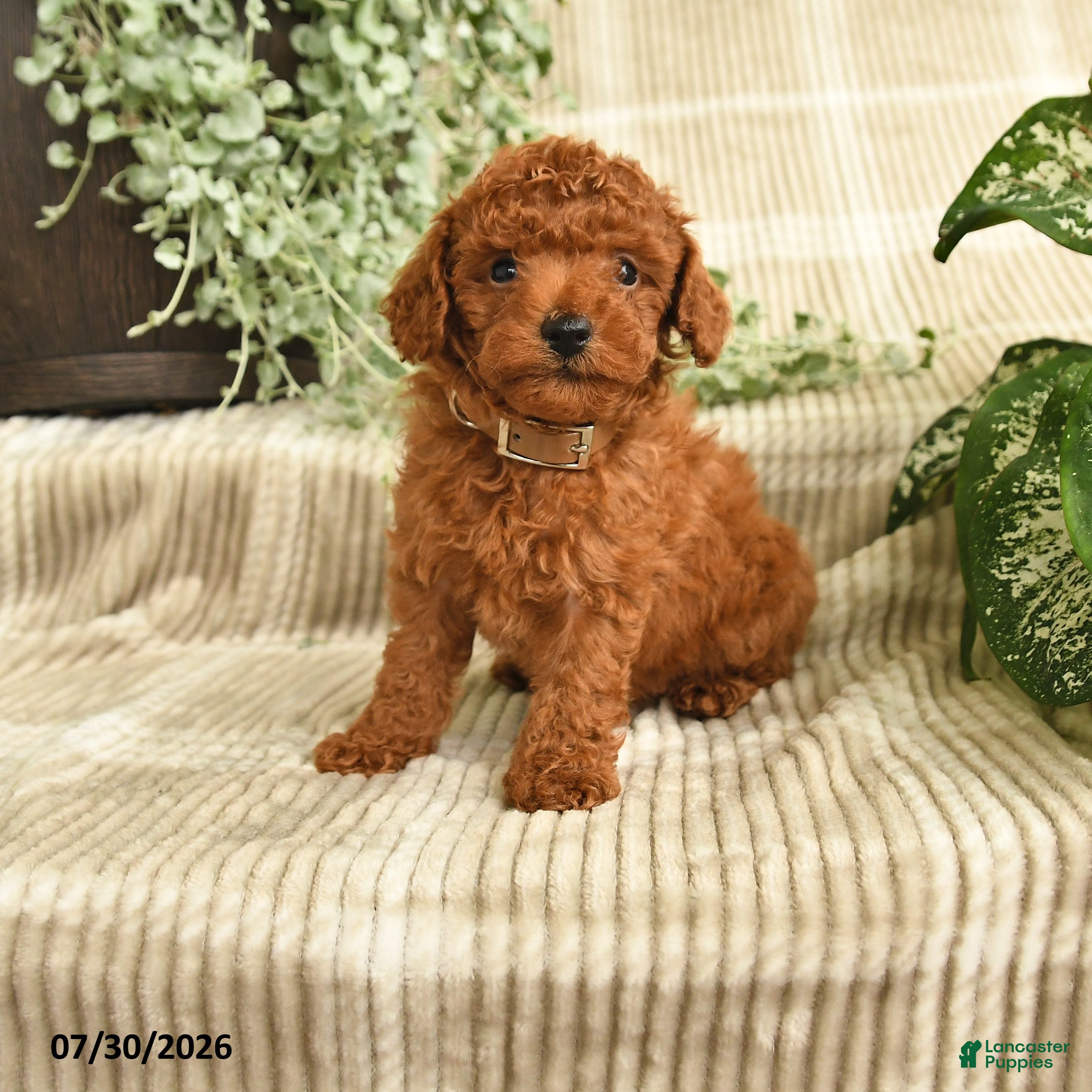 Miniature Poodle dogs Quinn - Ad 1