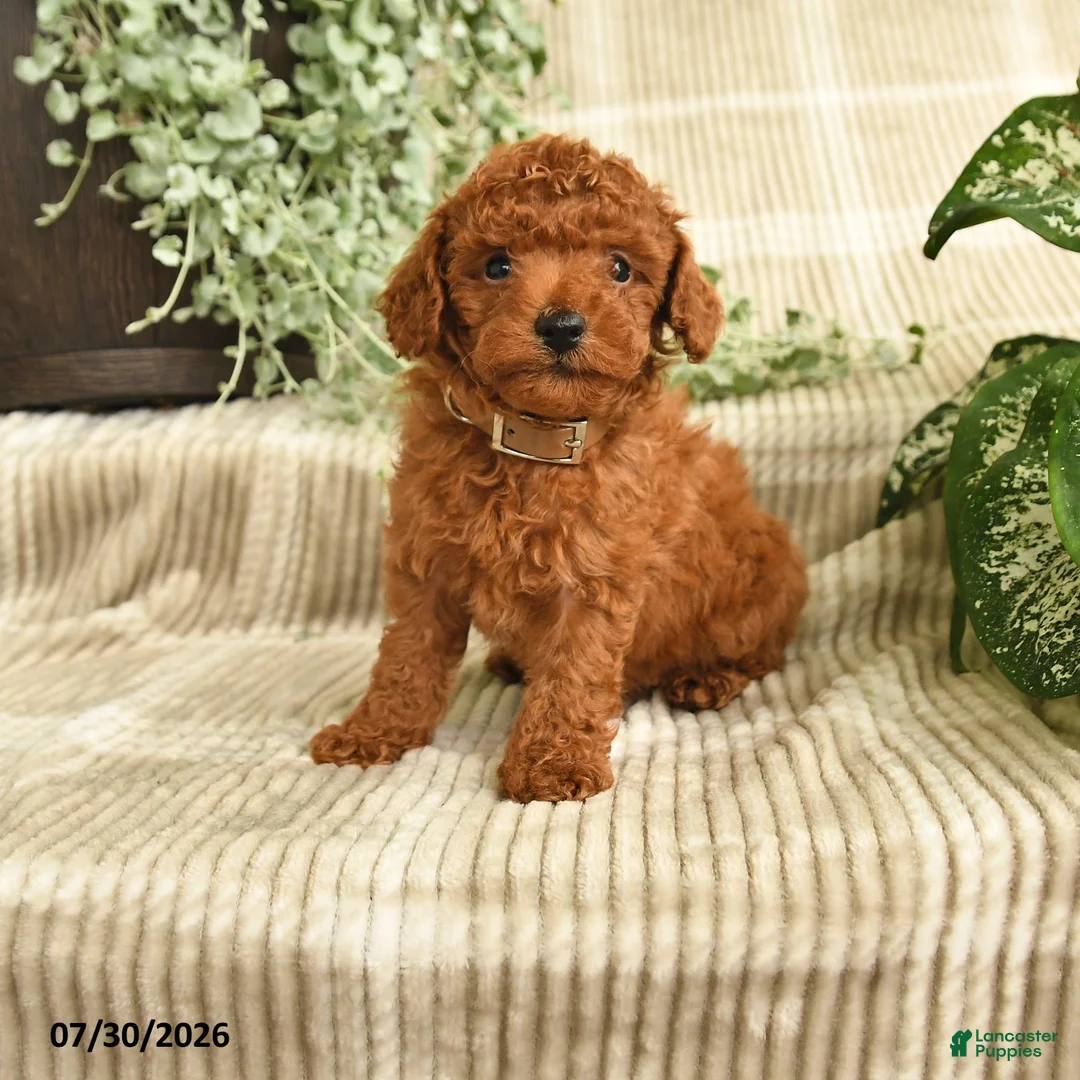 Miniature Poodle dogs for sale: Quinn - Ad 1
