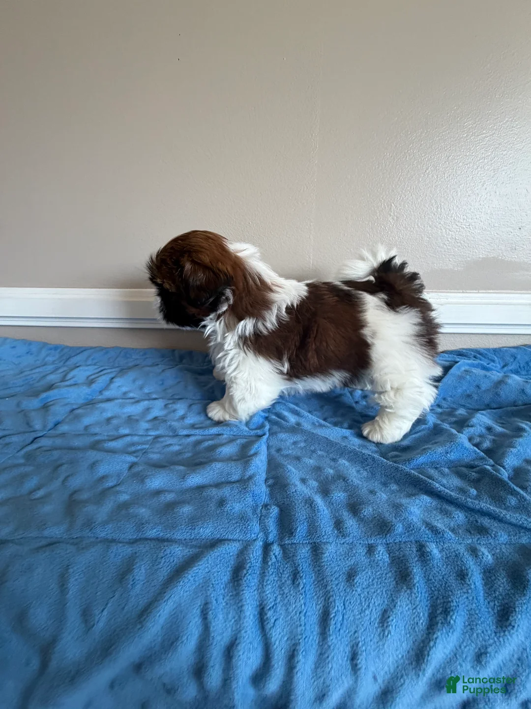Shih Tzu dogs for sale: Beethoven - Ad 3