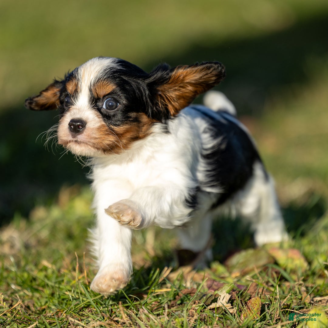 Cavalier King Charles Spaniel dogs for sale: Baxter - Ad 3