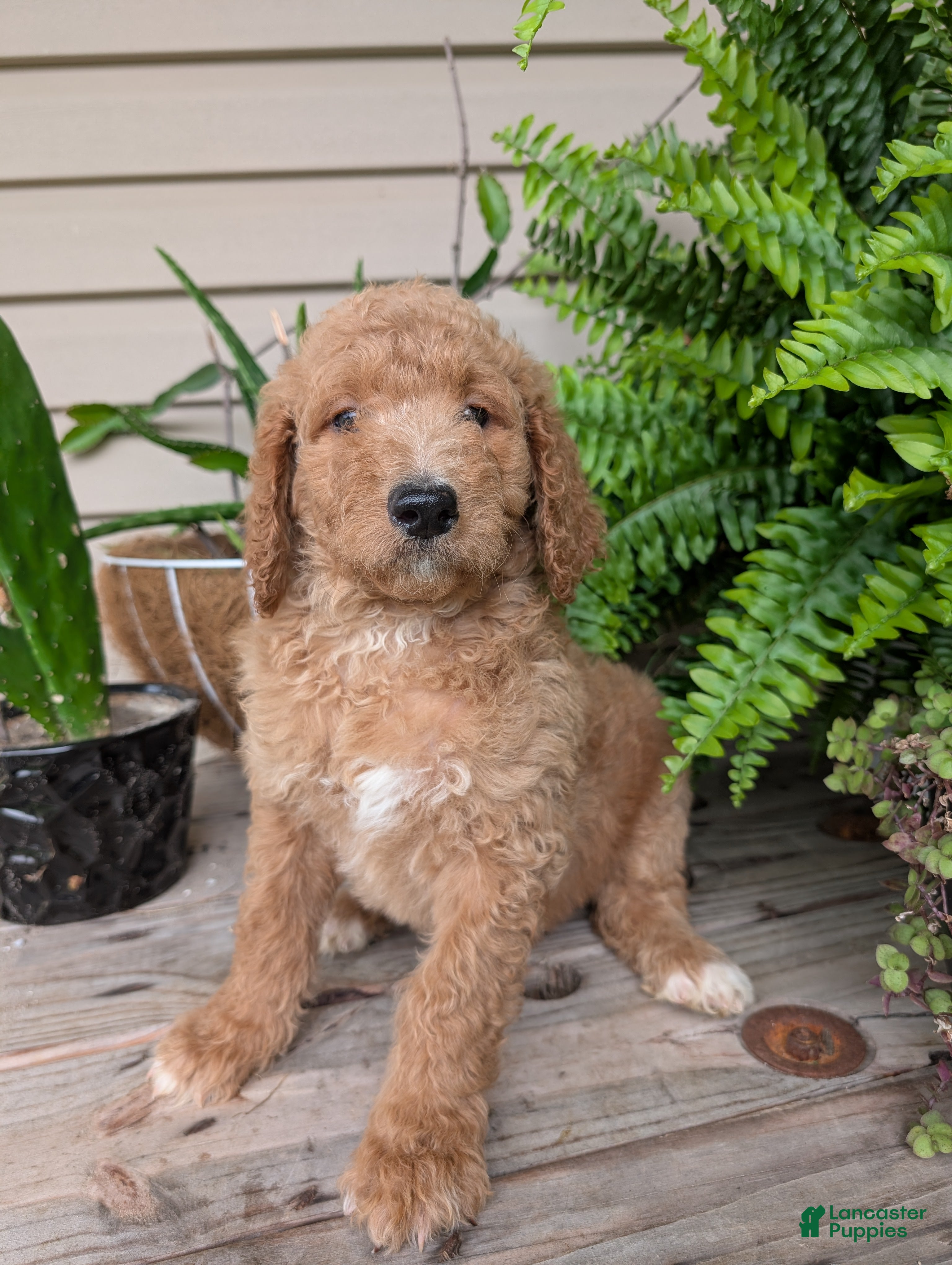 Goldendoodle dogs Sara - Ad 2
