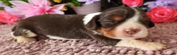 Cavalier King Charles Spaniel dogs for sale: #4 Male (Lulu's) - Ad 4