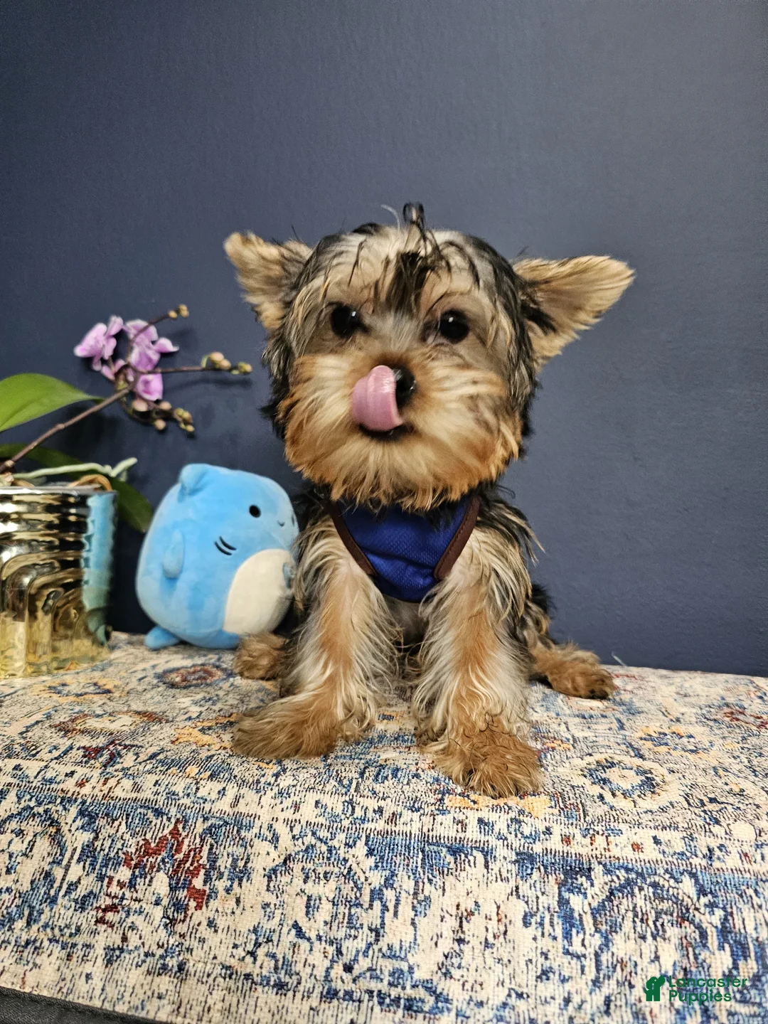Yorkshire Terrier dogs for sale: Mr. Blu 💙 - Ad 1