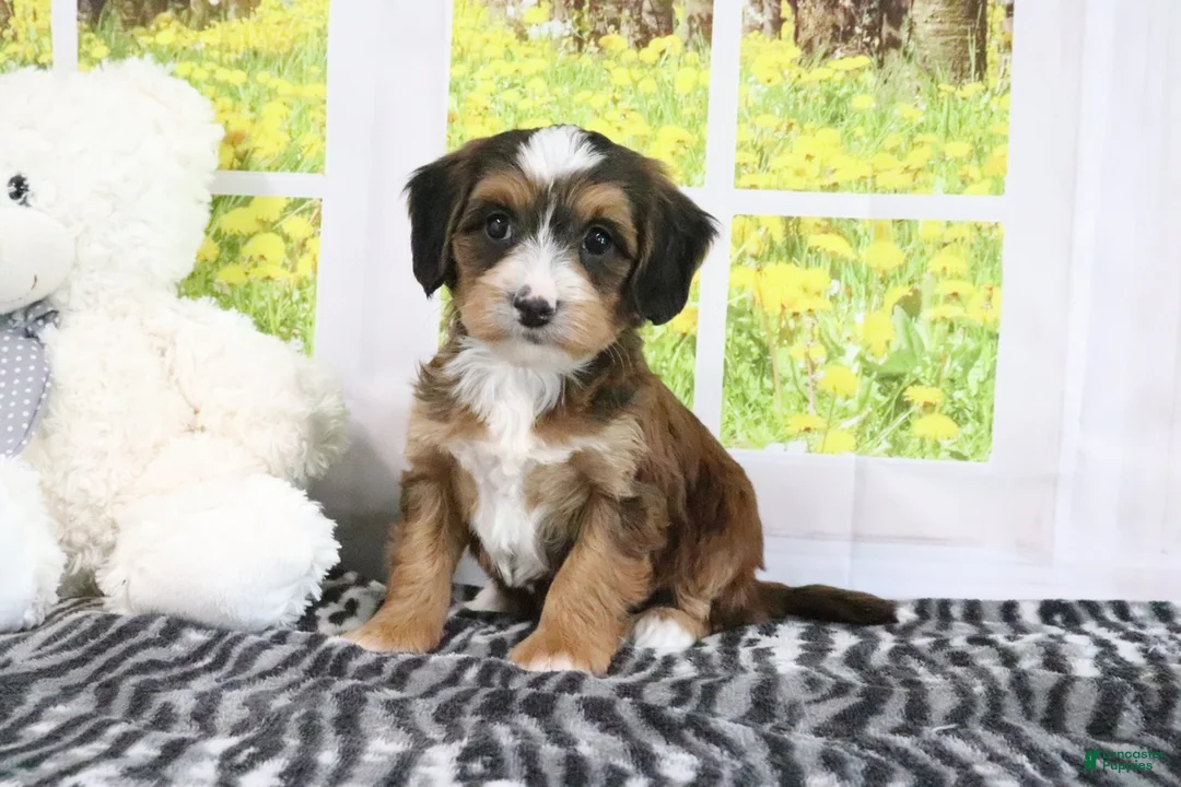 Mini Bernedoodle dogs for sale: Rhett - Ad 2