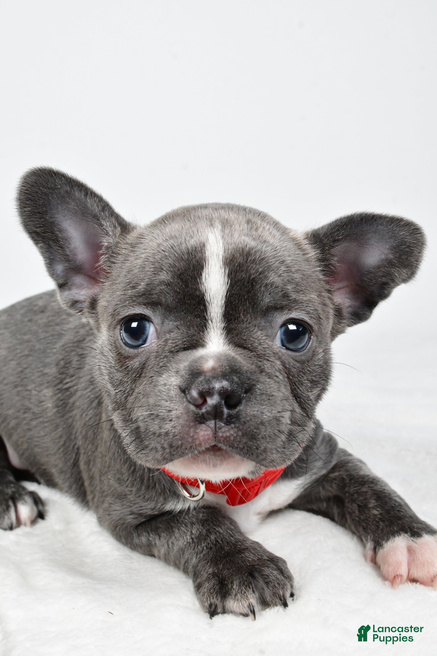 Mixed Breed dogs Faith - Ad 2