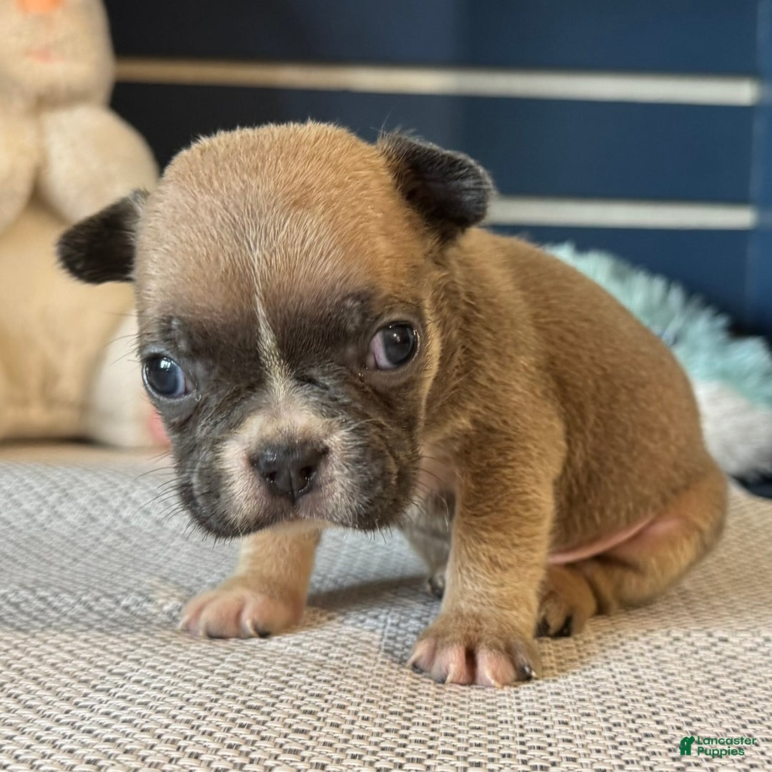 French Bulldog dogs for sale: Alex - Ad 18