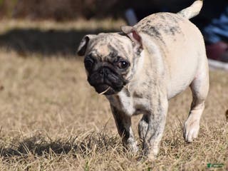 Pug dogs Pug Puppy Honeycrisp - Ad 4