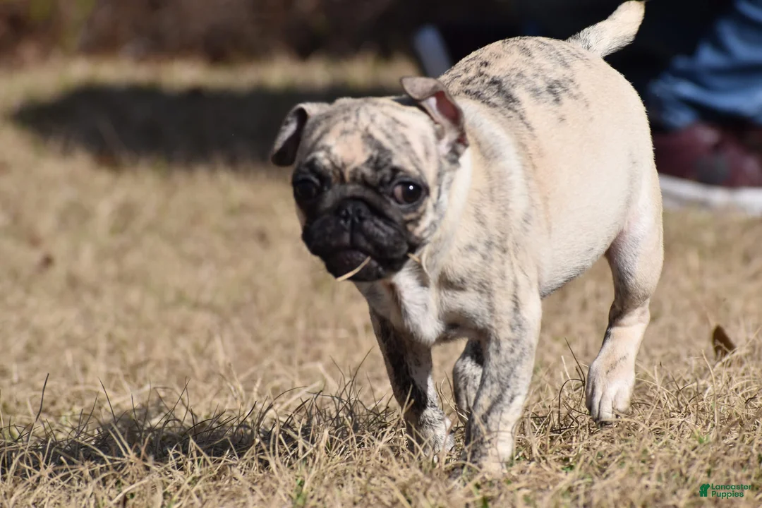 Pug dogs for sale: Pug Puppy Honeycrisp - Ad 1