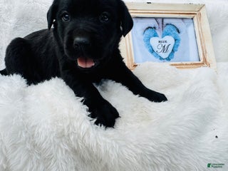 Labrador Retriever dogs Labrador Retriever Blue Collar - Ad 6