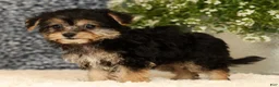 Yochon dogs for sale: Violet - Ad 4