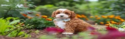 Cavapoo dogs for sale: Lane - Ad 5