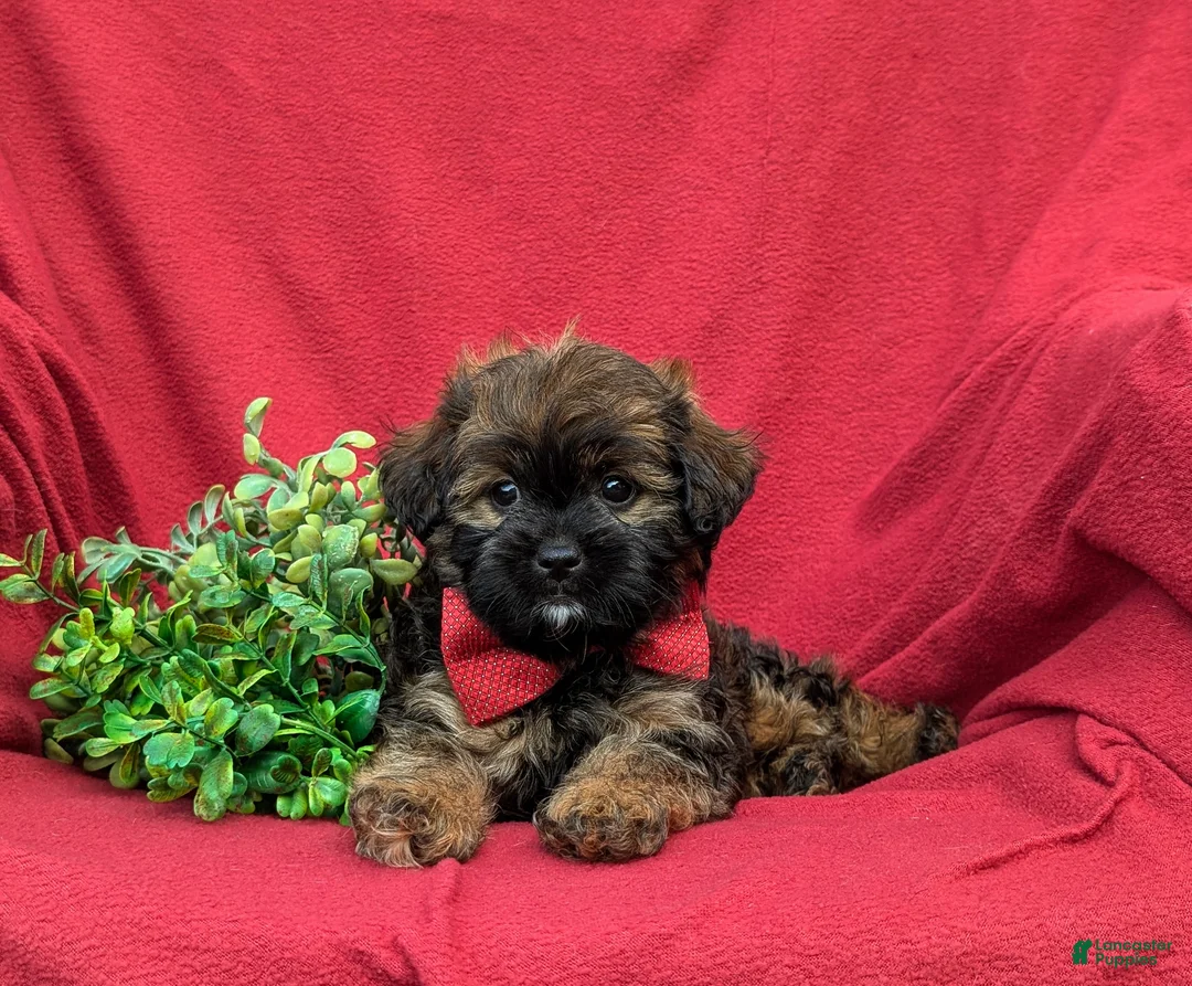 Shihpoo dogs for sale: Cole Hypoallergenic - Ad 5