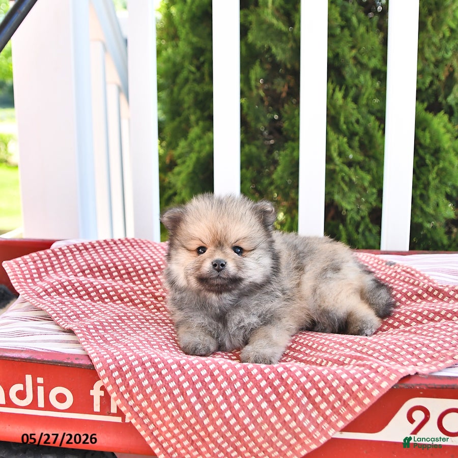 Pomeranian dogs Kneji - Ad 2