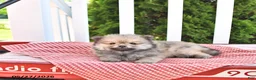 Pomeranian dogs for sale: Kneji - Ad 2