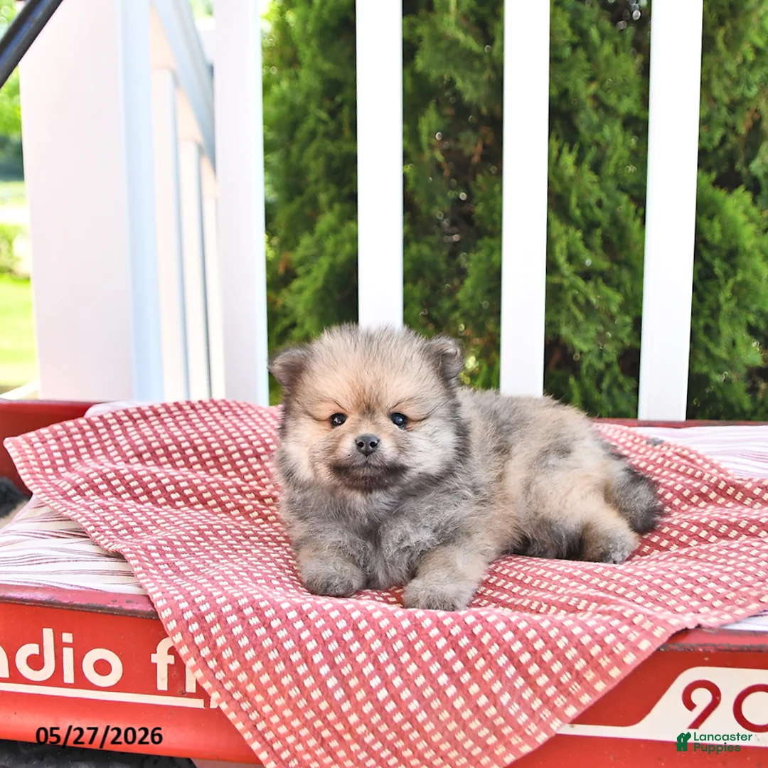 Pomeranian dogs for sale: Kneji - Ad 2