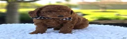 Toy Poodle dogs for sale: Joey - Ad 5