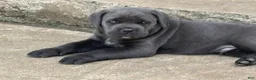 Cane Corso dogs for sale: Cane Corso 2 - Ad 2