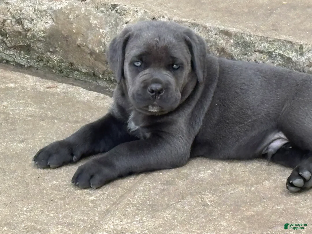 Cane Corso dogs for sale: Cane Corso 2 - Ad 2