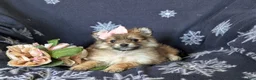 Pomeranian dogs for sale: Jenessa - Ad 6